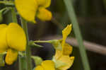 Showy rattlebox